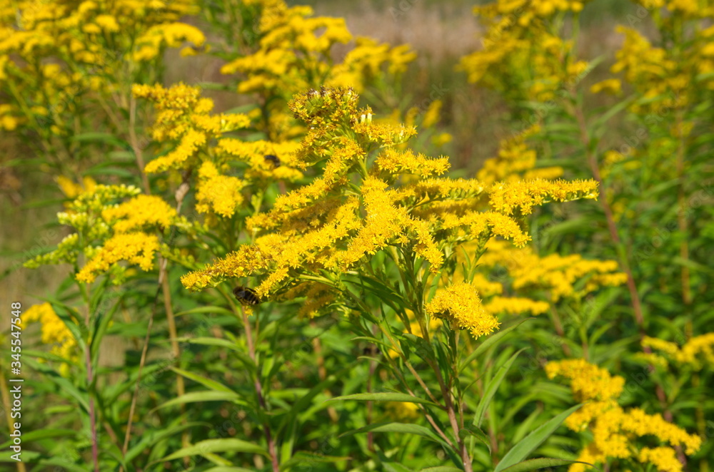 Canadian goldenrod (lat. Solidago canadensis) close-up
Canadian goldenrod (lat. Solidago canadensis) close-up