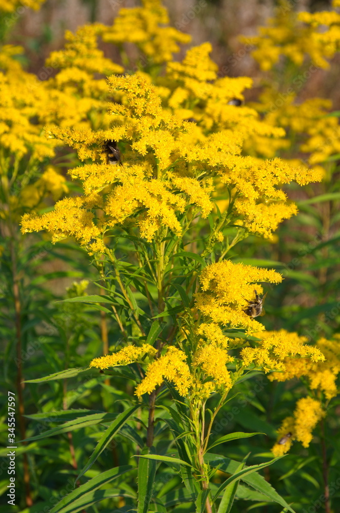 Blooming canadian goldenrod (lat. Solidago canadensis) close-up Blooming canadian goldenrod (lat. Solidago canadensis) close-up