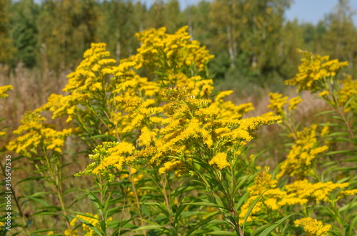Flowering goldenrod canadensis (lat. Solidago canadensis) photo