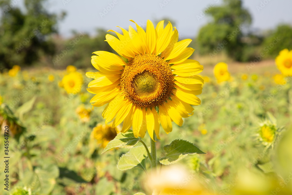 yellow blooming sunflower field on mountain . yellow blooming sunflower field on mountain .