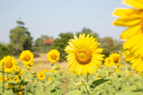 yellow blooming sunflower field in summer holiday .