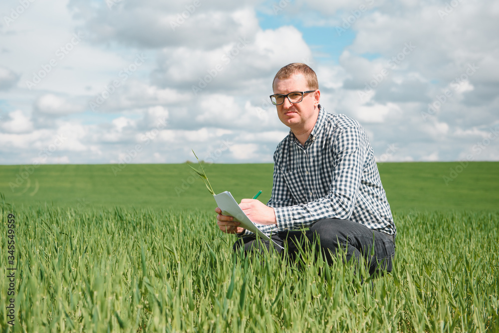 A young agronomist works on a wheat field. Concept of growing healthy food. A young agronomist works on a wheat field. Concept of growing healthy food.