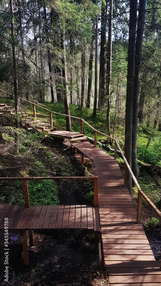 Obraz premium The wooden road with handrails in the coniferous forest in spring
