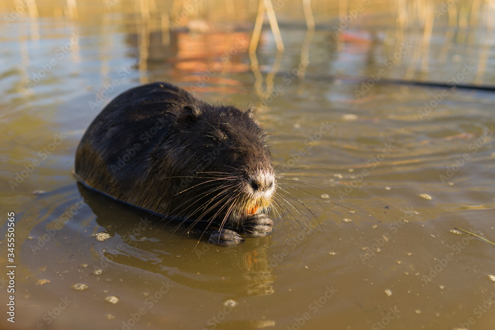 Fototapeta premium nutria