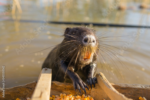 nutria