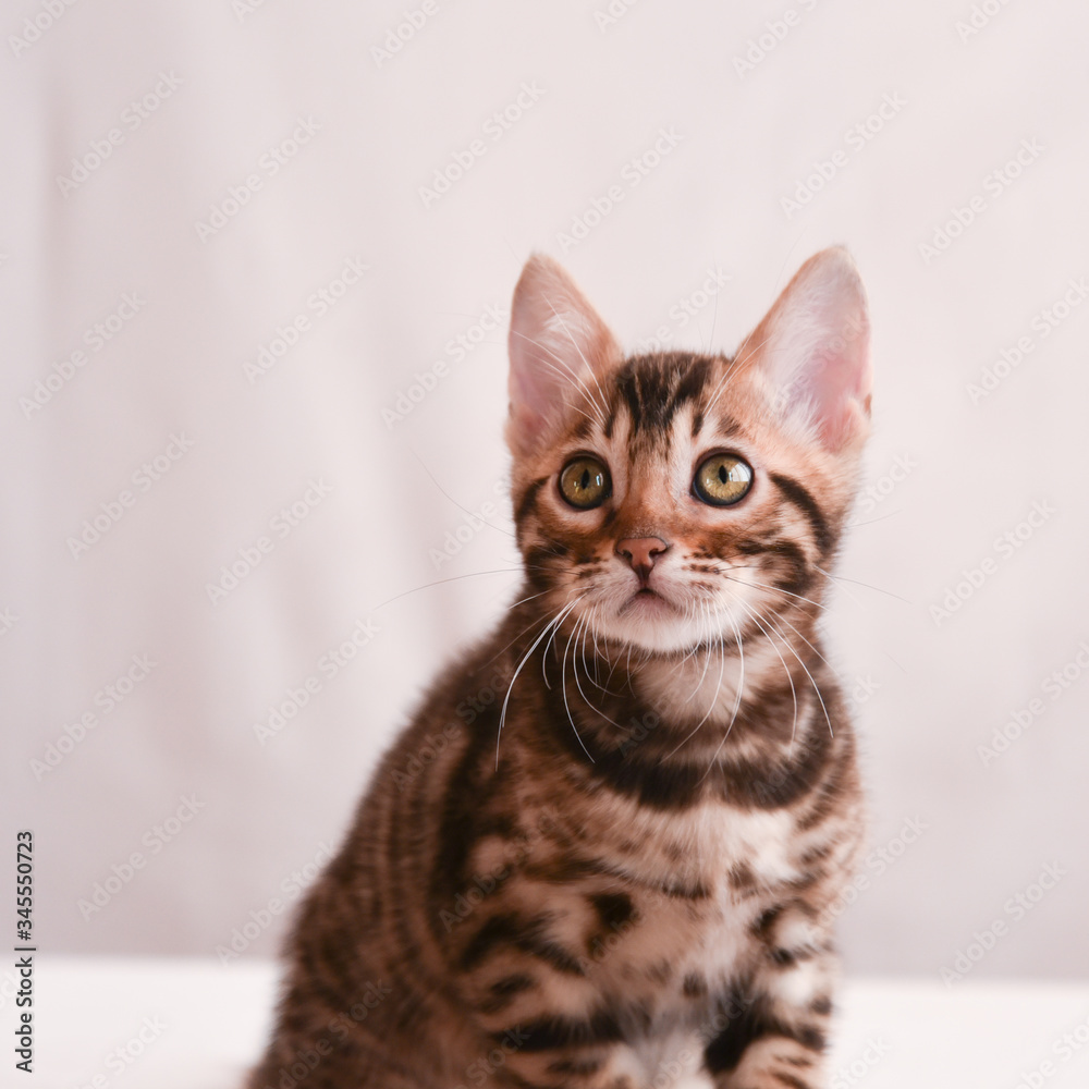 a small curious kitten looks directly into the camera. Portrait The concept of curiosity and surprise.