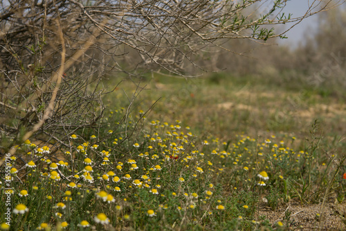 wild flowers in the field