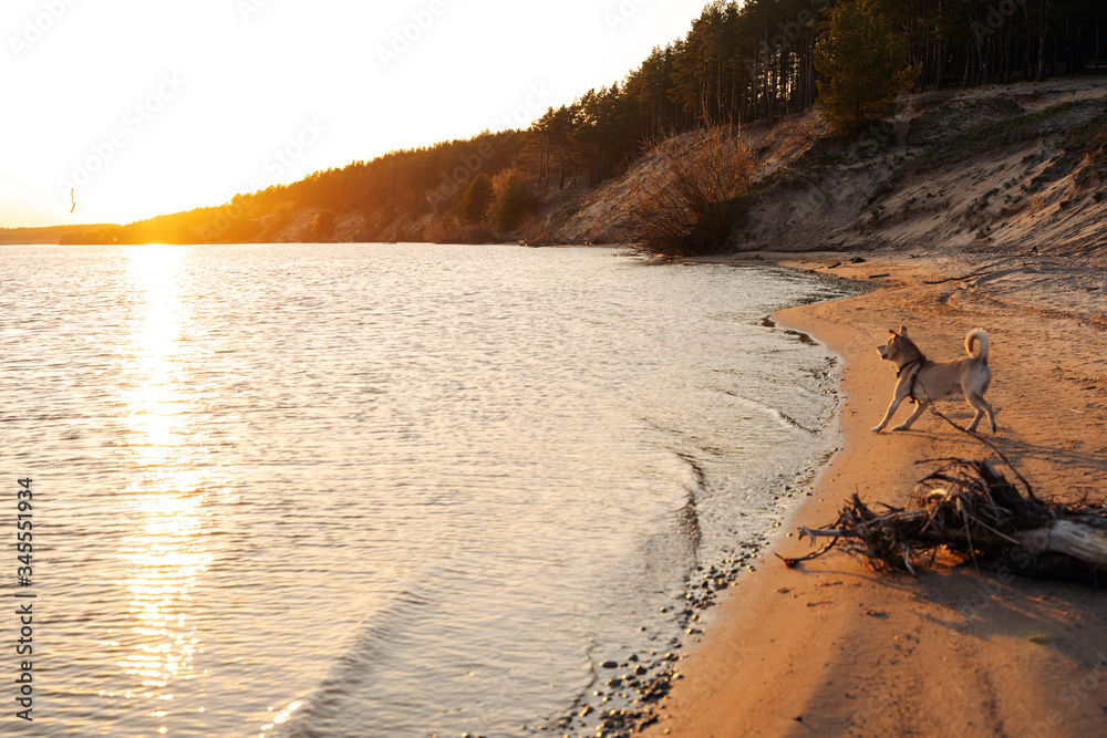 dog on the beach in the evening, by the river
