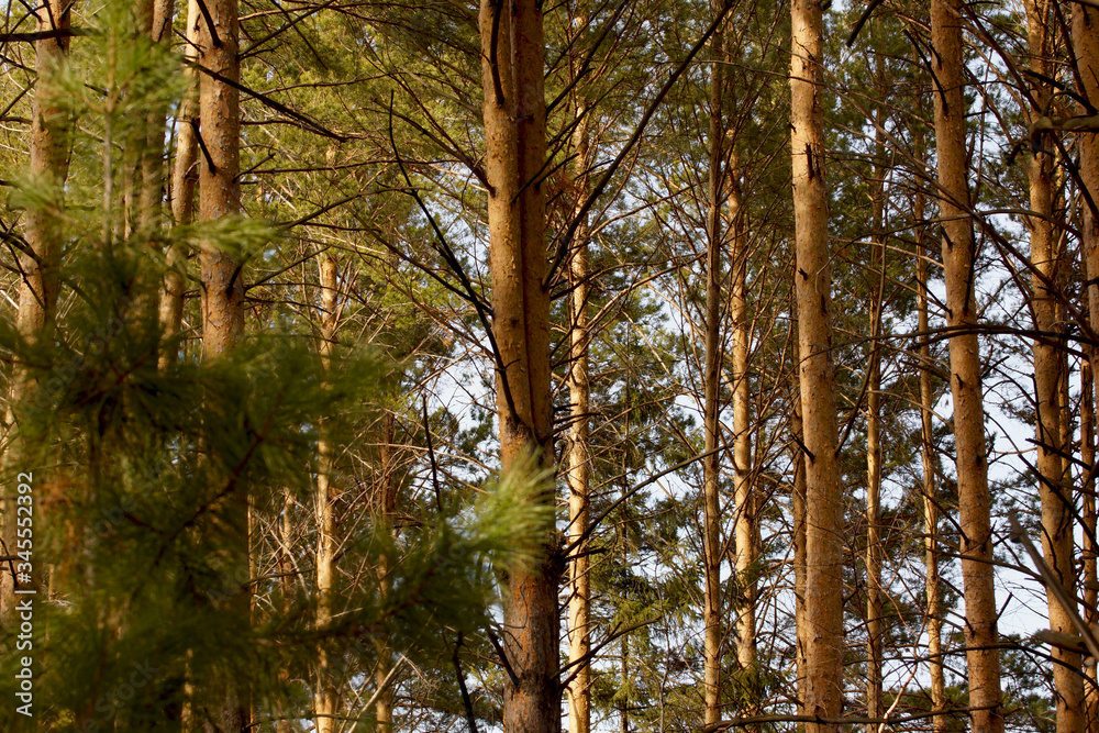 Autumn in the coniferous forest on a bright sunny day Autumn in the coniferous forest on a bright sunny day