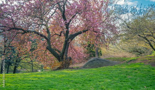 Central Park in spring cherry trees