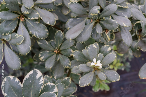 flower in branches of flowering evergreen shrub Pittosporum Tobira Variegata. beautiful floral spring abstract background