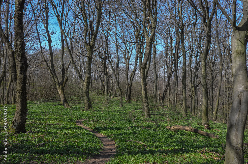 Allium ursinum known es wild garlic, ramsons, buckrams, broad-leaved garlic, wood garlic, bear leek or bear's garlic