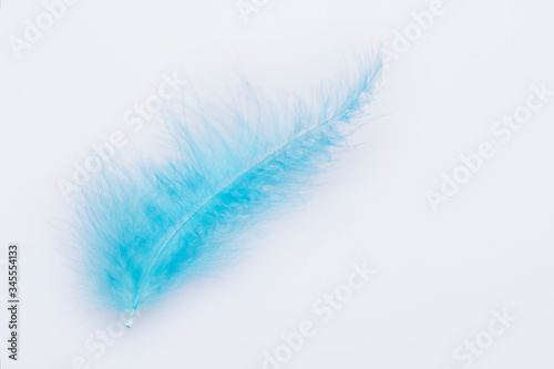 Feather of a blue bird on a white background