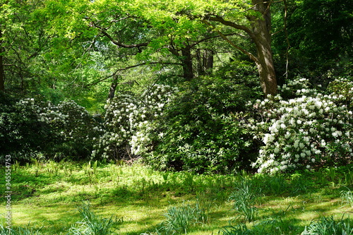 Weiß blühende Rhododendronsträucher im Berliner Tiergarten
