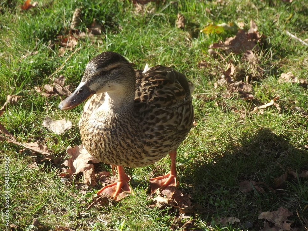 Stockenten Weibchen Stockenten Weibchen