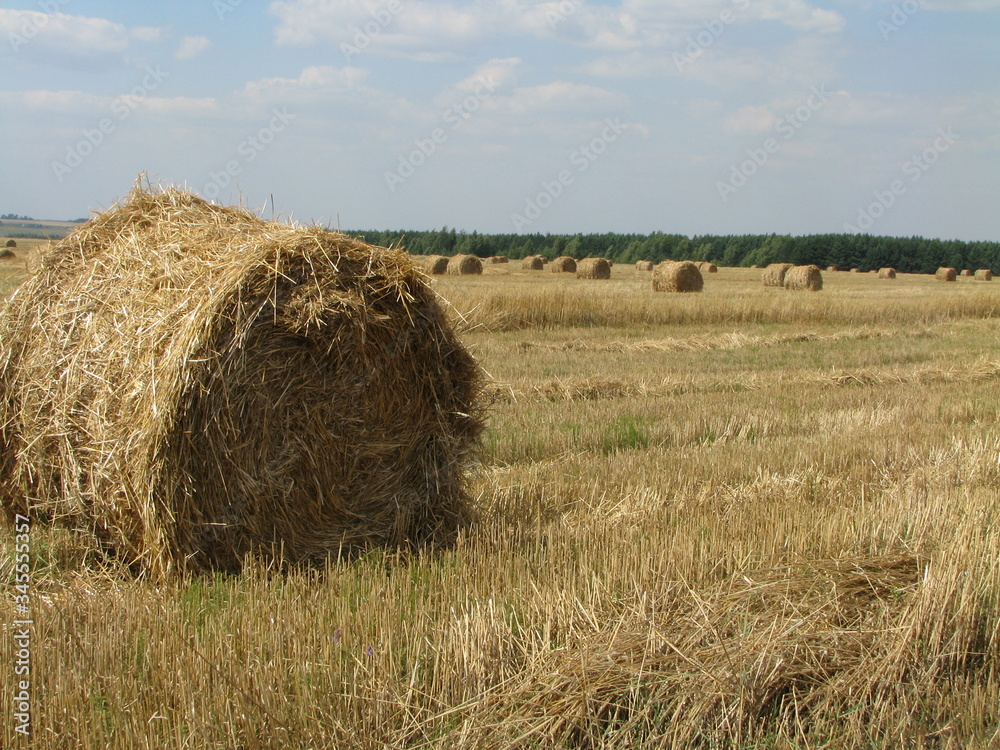 Wheat straw assembled in round hay bales, spread out across a mowed field