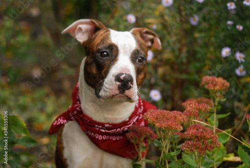 photo portrait in flowers sits and flaunts the American Staffordshire Terrier
