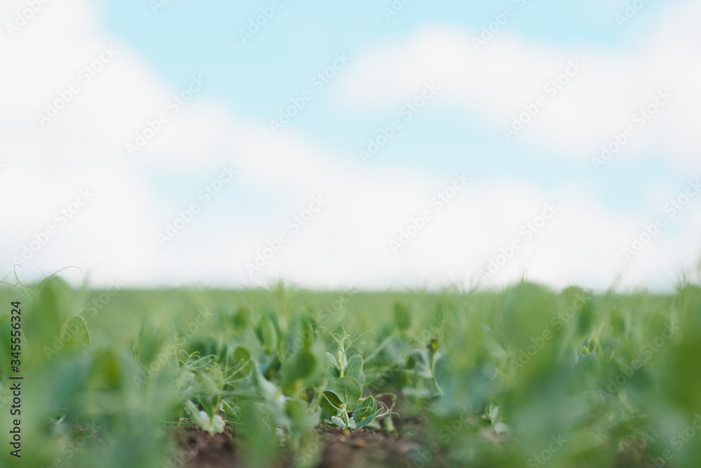 Young pea plants in early spring garden - selective focus, copy spsce Young pea plants in early spring garden - selective focus, copy spsce