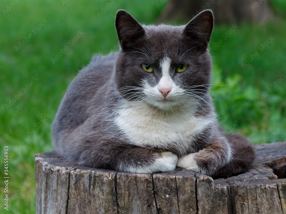 Mature grey cat quietly lying on the stump in a park