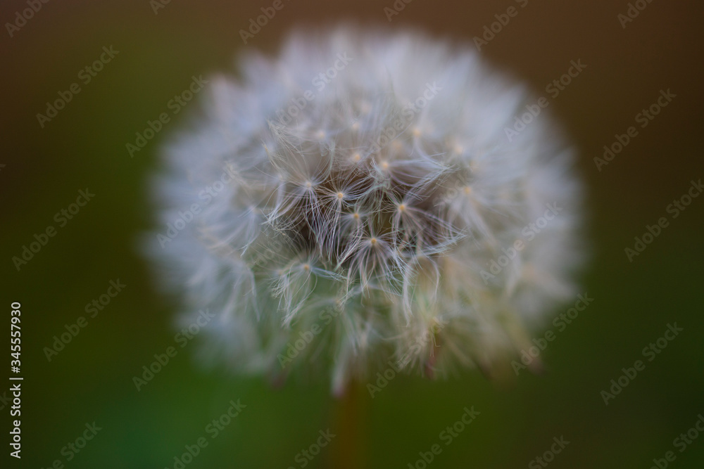 Fototapeta premium dandelion on a green background