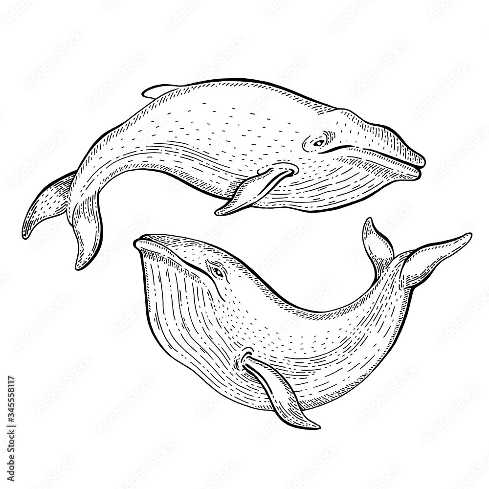 Whale sketch, vintage vector illustration. Sea animal hand drawn line art.  Blue whale or humpback engraved drawing set. Ocean life black engraving  design for realistic retro tattoo, poster, banner Stock Vector |