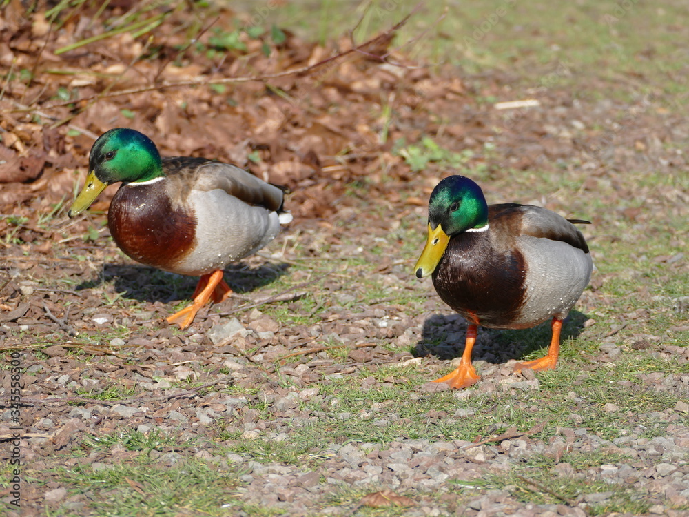 Obraz premium Stockenten Erpel im Gras