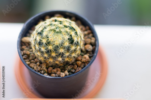 Mammillaria schiedeana cactus with soft focus