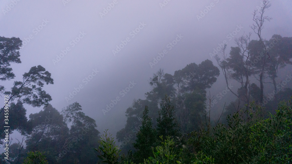 Naklejka premium forest in the fog