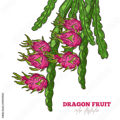 Growing of dragon fruit. Hylocereus tree sketch vector. Plant of pitaya. Hand drawn color illustration