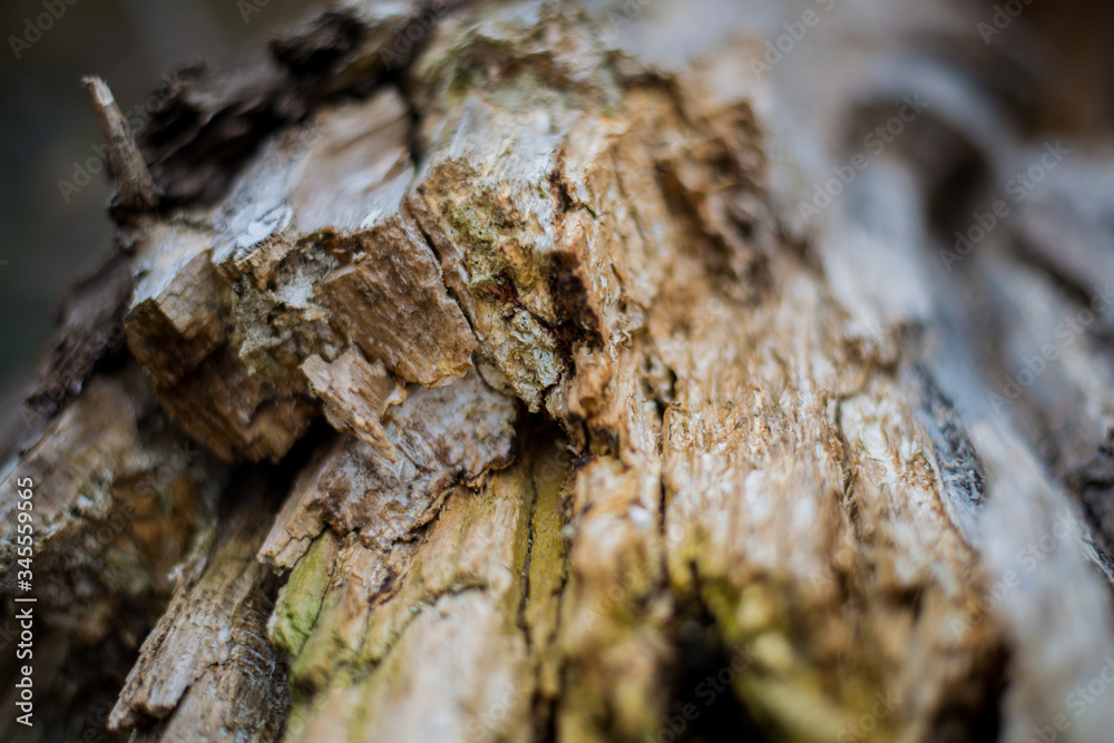 wood drawing  in a broken tree