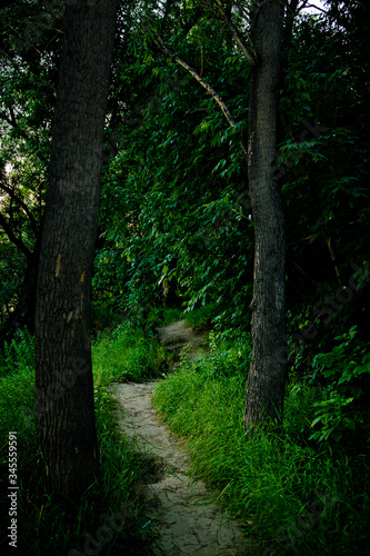 A narrow forest path winds through tall trees in a dark forest.  The dense foliage of the trees does not let in daylight and therefore it is dark around.