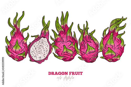 Set of vector sketch dragon fruit. Collection of hand drawn color pitaya