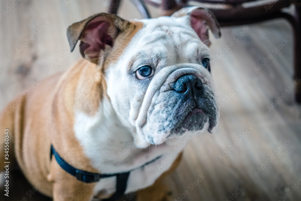 Cute English bulldog looks and thinks about something and waits it