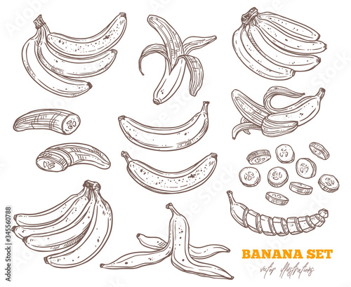 Vector sketch bananas various set. Bunches of fruit, half peeled, open and cut banana. Hand drawn outline illustration