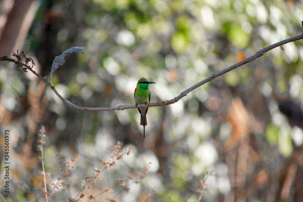 A Green Bee-eater in bhopal A Green Bee-eater in bhopal