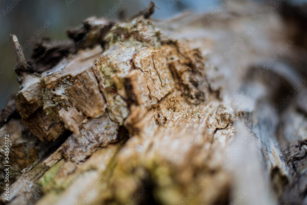 Close up on a broken tree trunk wood shrapnels.Macro texture of broken wood fiber.A Wooden background textured horisontal pattern in brown colors - broken tree
Close up on a broken tree trunk wood shrapnels.Macro texture of broken wood fiber.A Wooden background textured horisontal pattern in brown colors - broken tree