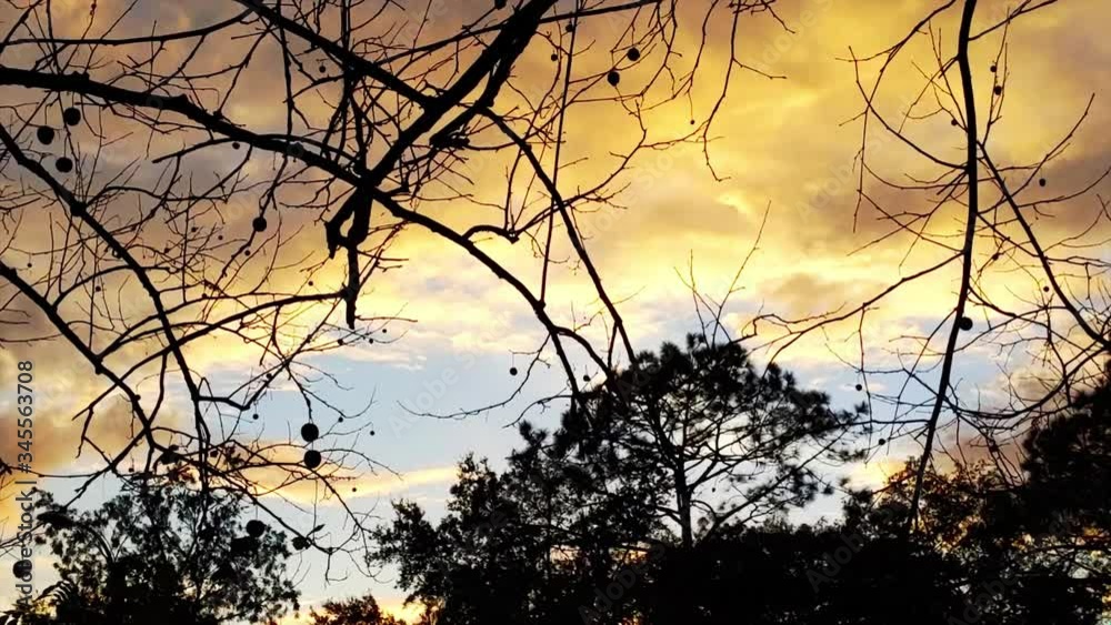 Timlapse Of Colorful Dawn Golden Clouds Passing By Quickly Through The Trees. 4k 30fps, Static, Wide Shot, Low Angle. Timlapse Of Colorful Dawn Golden Clouds Passing By Quickly Through The Trees. 4k 30fps, Static, Wide Shot, Low Angle.