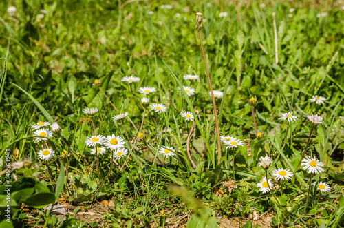 Chamomile flowers among the leaves of clover and butter 