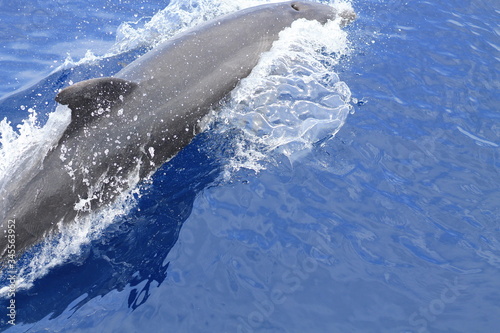 Dolphin swimming in the sea.  © Marina Roca