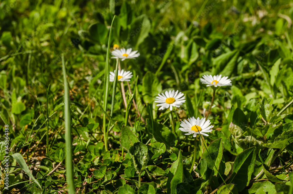 Chamomile flowers among the leaves of clover and butter Chamomile flowers among the leaves of clover and butter