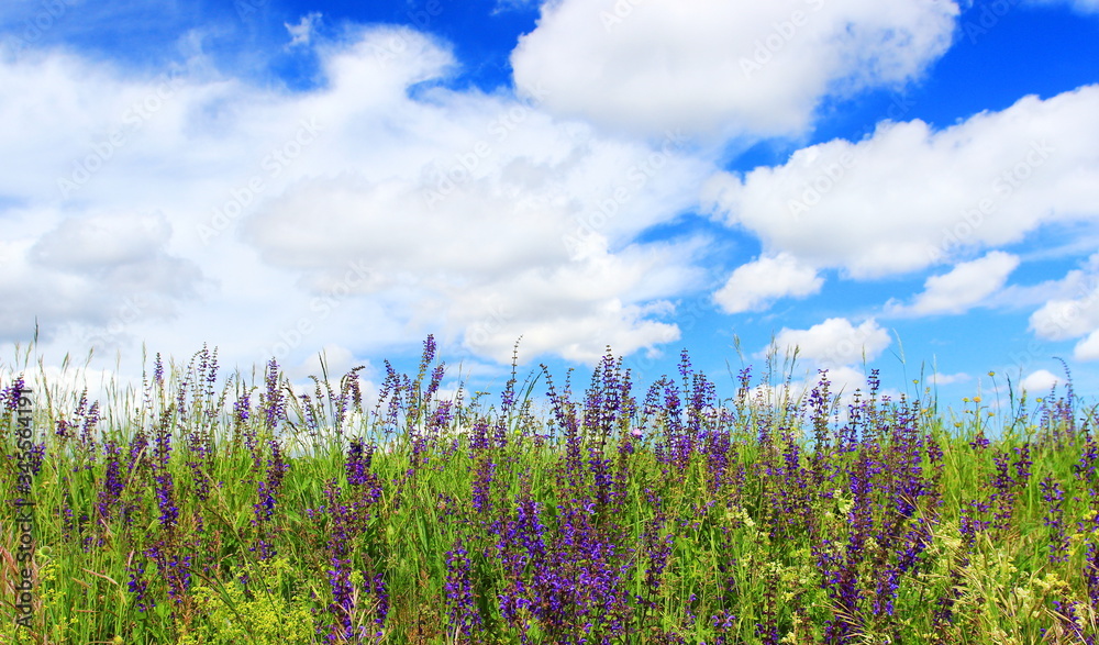 Field flowers on meadow, blue sky with some clouds in background Field flowers on meadow, blue sky with some clouds in background