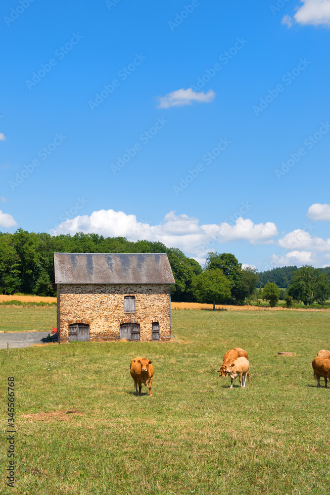Limousine cows in France in front of barn
