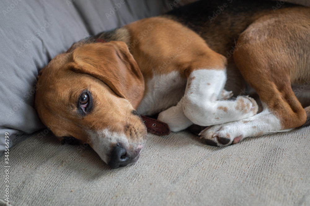 Resting beagle dog on the couch. Beggingly looks at the owner. Pets. Resting beagle dog on the couch. Beggingly looks at the owner. Pets.