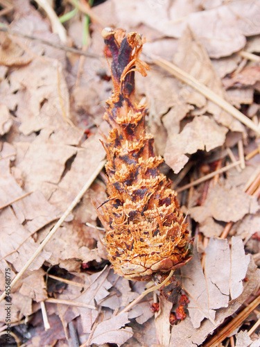 野生動物が残した松ぼっくりの食痕【森のエビフライ】