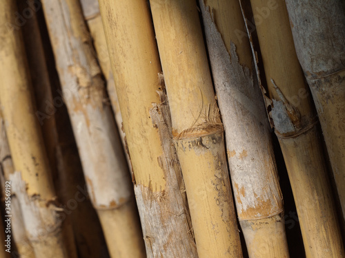 Fotografia Close-up Of Bamboos
