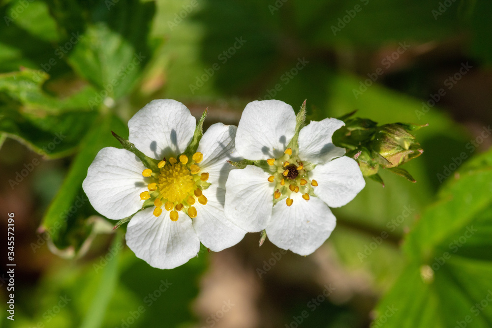 
The flower of Fragaria vesca, commonly called wild strawberry or woodland strawberry 
