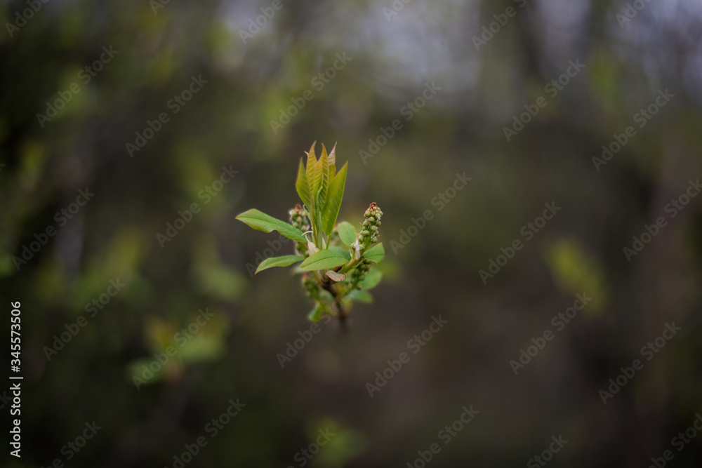 young spring leaves and buds of trees
young spring leaves and buds of trees