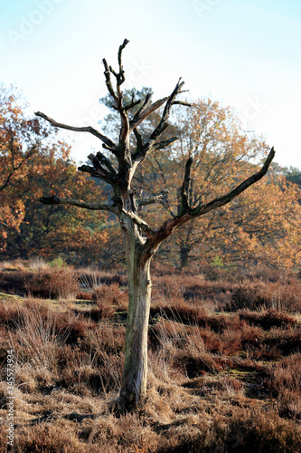 dead silver birch in the Cross border park De Zoom, Kalmthout heath, Belgium, The Netherlands