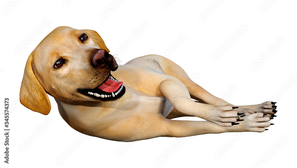 3D Rendering Labrador Dog on White 3D Rendering Labrador Dog on White