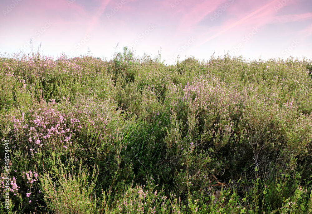 Obraz premium purple moor grass and purple sky in the Cross border park De Zoom, Kalmthout heath, Belgium, The Netherlands